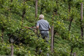Der Hang von wo die Riede kommt.