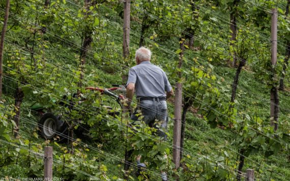 Der Hang von wo die Riede kommt.